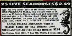 live seahorse ad