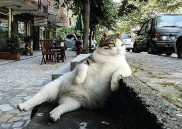 A picture of a kitten lying on the street