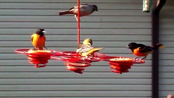 SBF-4, Spiral Birdfeeder, Quad