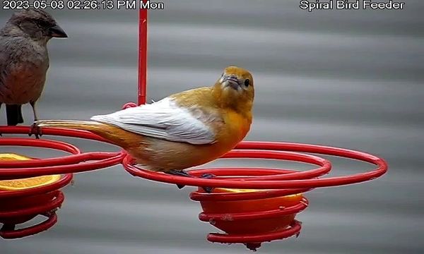 SBF-2, Spiral Birdfeeder, Double