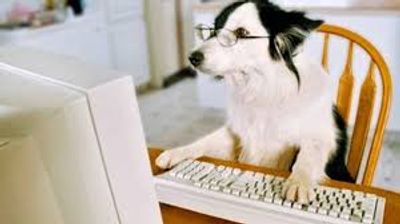 Dog on computer for eval