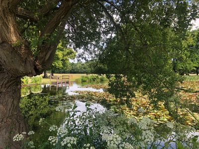 Nature and foliage around Yateley Green pond