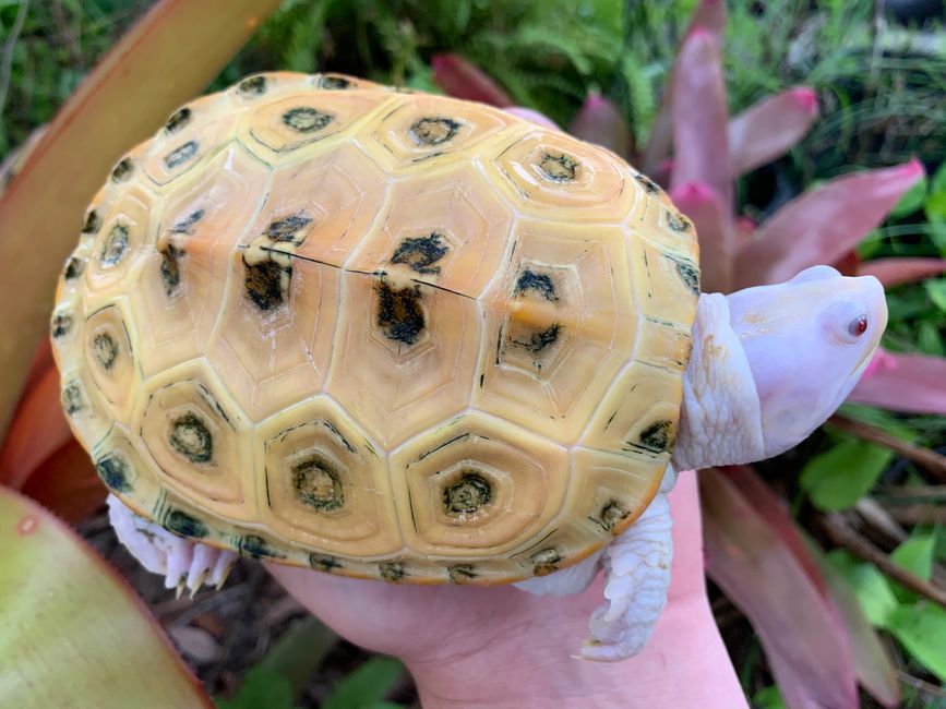 Aquatic Turtle Morphs - Turtle Morphs, Albino Turtles 