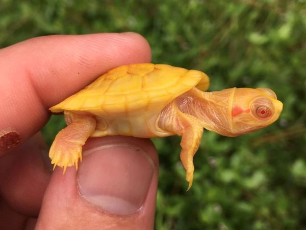 Albino Red Eared Slider Turtle