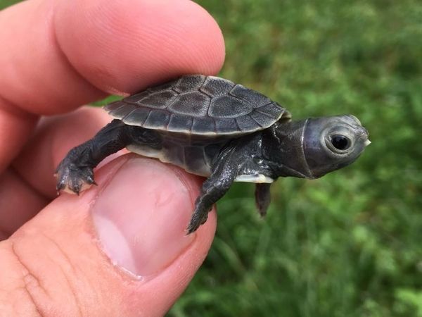 Charcoal Red Eared Slider Turtle