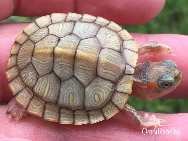 Hybino Red Eared Slider Turtle