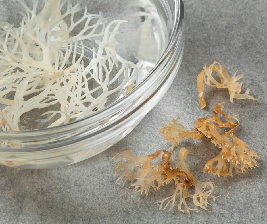 Sea Moss: All About the Newest Health Fad
