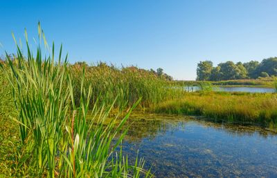 #wetlands #creeks #regeneration #installation #plants #nativeplants #natural #restoration #ecosystem