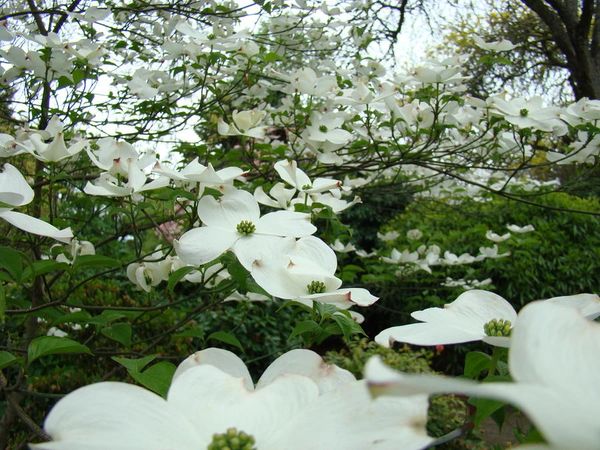 Cornus florida