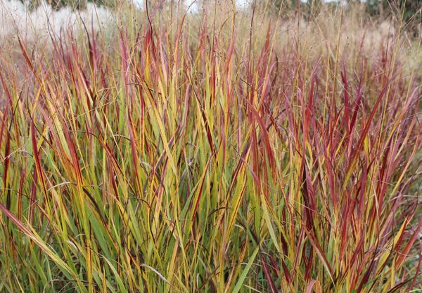 Panicum amarum - Bitter Panicgrass | Long Island Native Plant Nursery