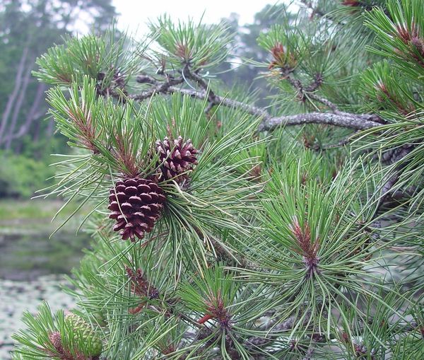 pine cone harvester ile ilgili gÃ¶rsel sonucu