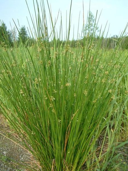Juncus effusus - Soft Rush | Long Island Native Plant Nursery - Native