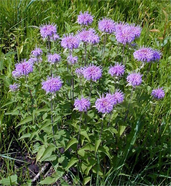 Bergamot Plant