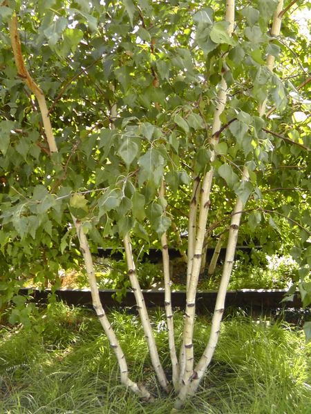 Betula Populifolia Gray Birch Long Island Native Plant Nursery Native Plants And Trees