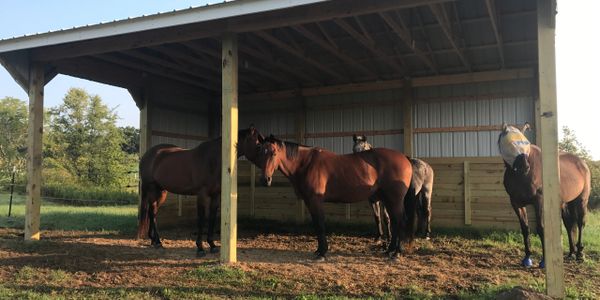 Pasture Shelters are roomy and safe