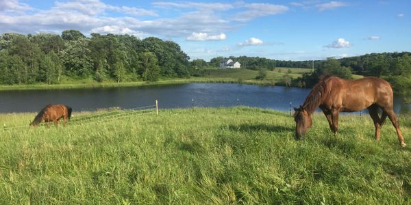 Happy Horses live here