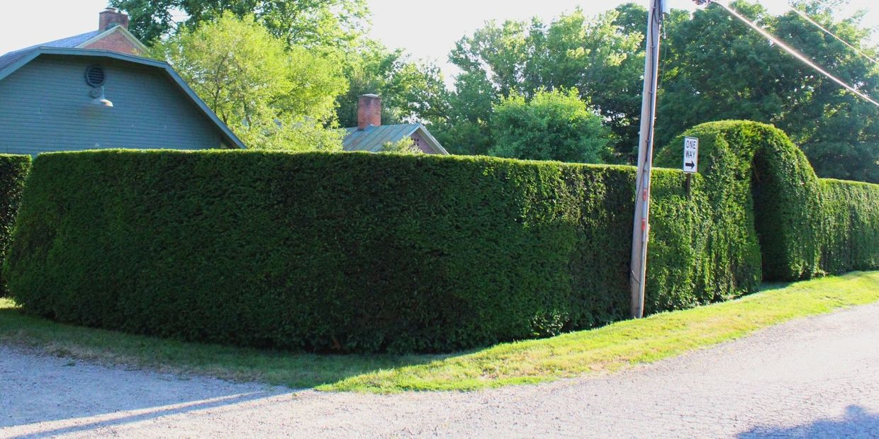 Hedge our Arborists trimmed