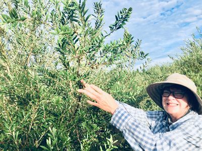 Tracy Poling harvesting olives. 