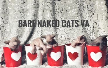 TICA registered cattery Bare Naked Cats Va