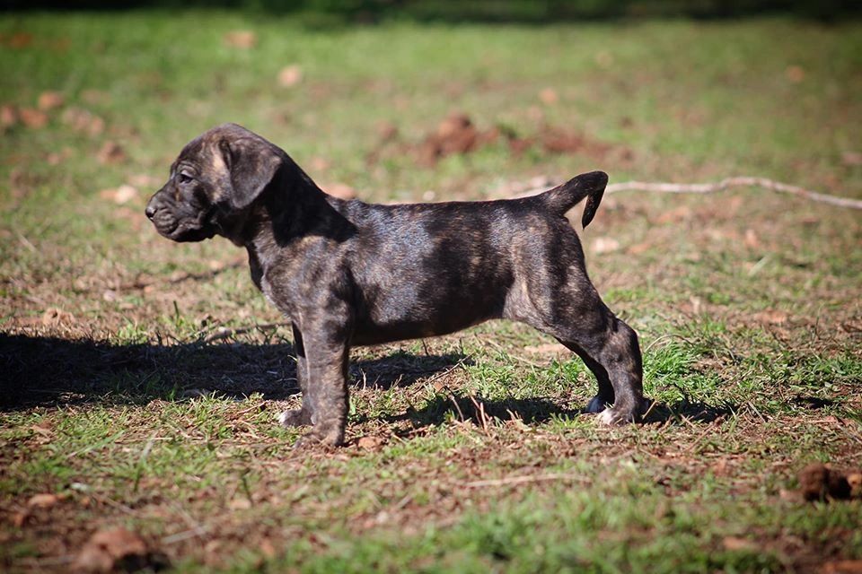 UKC PRESA CANARIO STANDARD