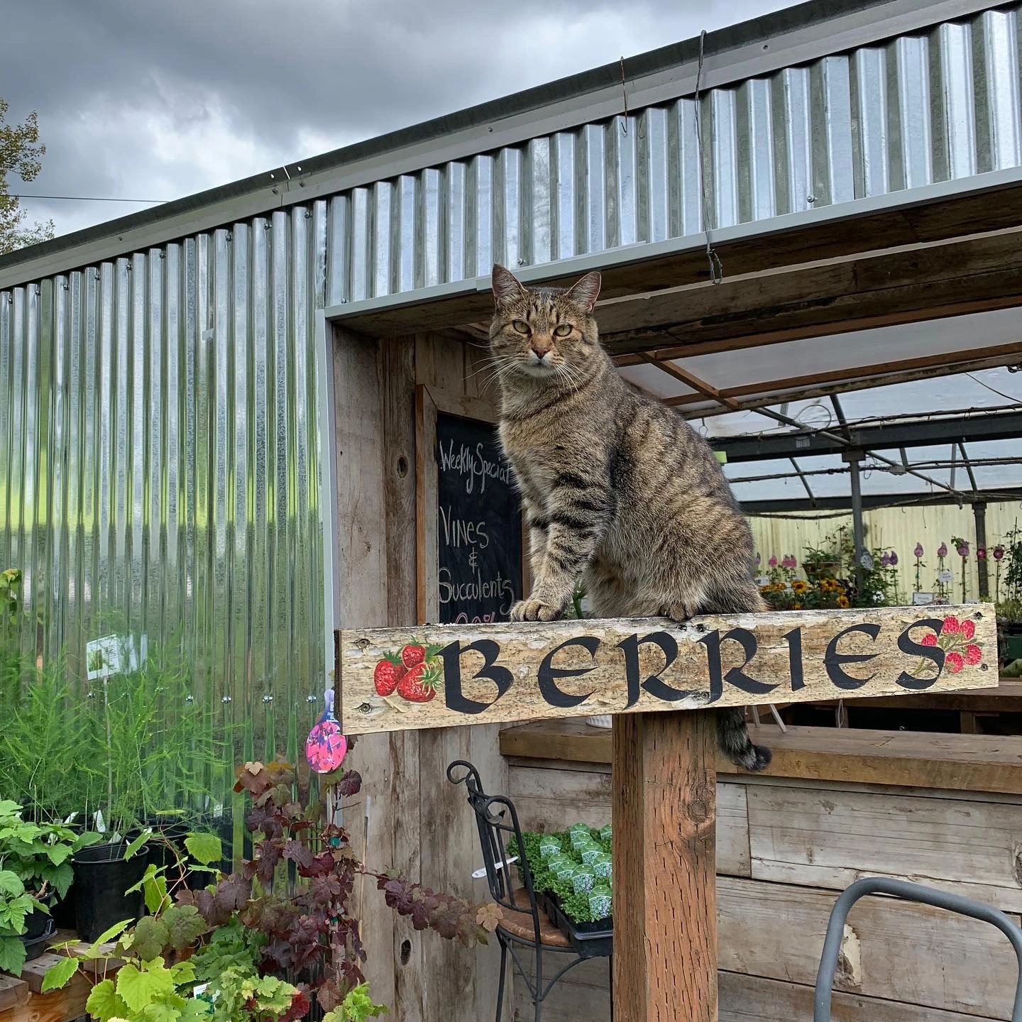 Hobart Farms Nursery Plant Nursery Maple Valley, Washington