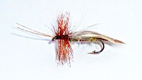 Europe Sedge Caddis