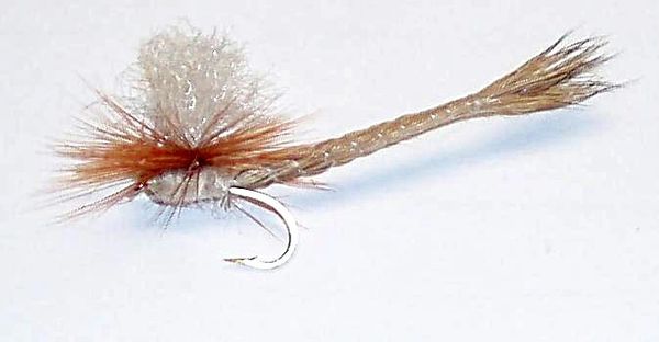 Mayfly Danica
