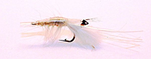 Shrimp white