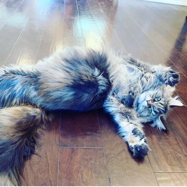 Very pregnant Maine Coon