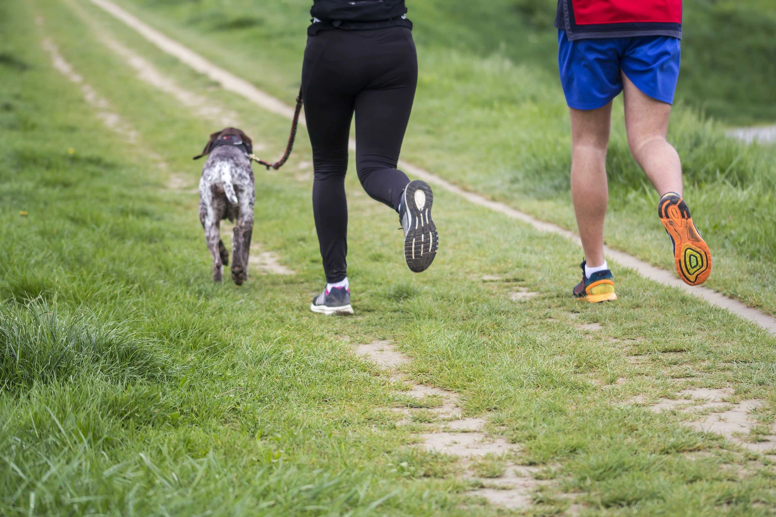 image of a couple running with a dog