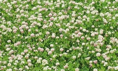 pasture pollinator