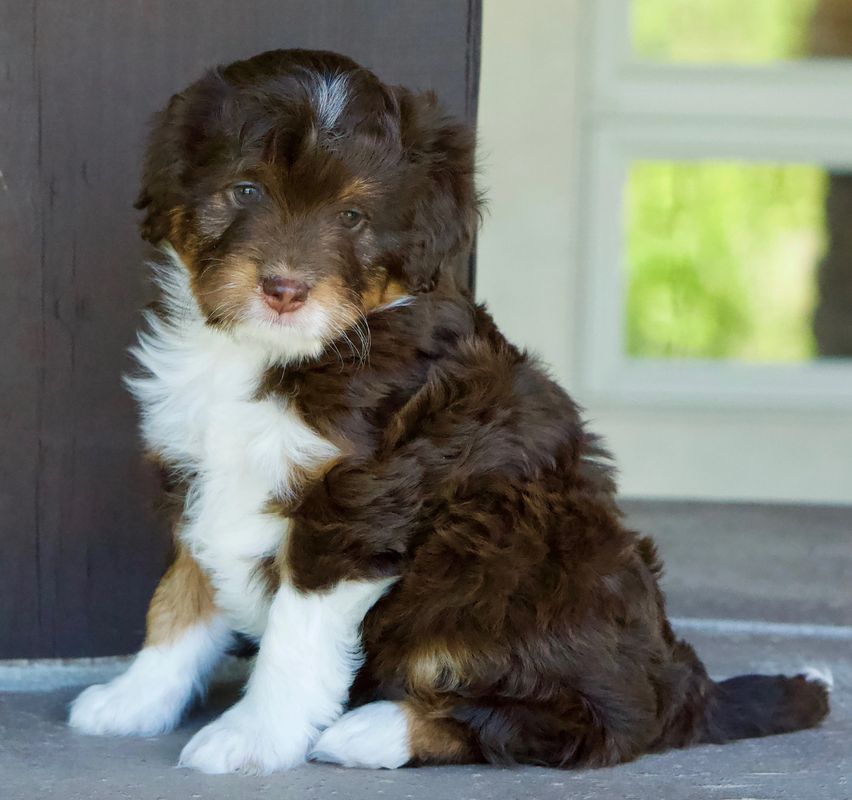 Our Aussiedoodle Colors