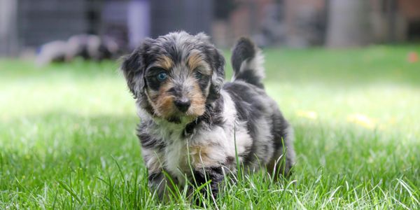 Mini aussiedoodle sale breeders west coast