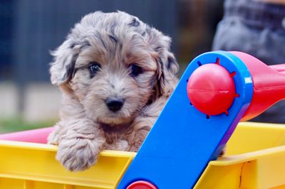 F1 Aussiedoodle 