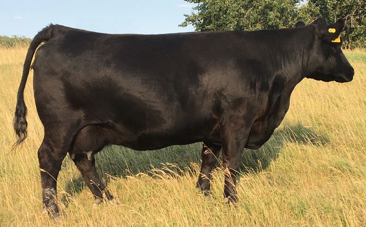 Dmm Miss Essence 68w X Sav Sensation 5615