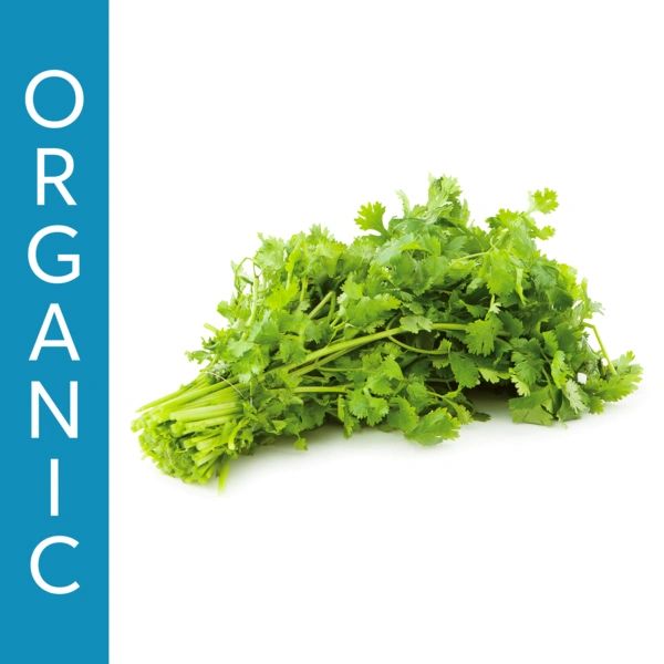 Organic Cilantro