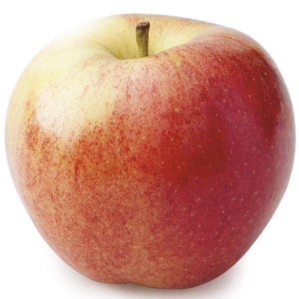 Gala Apple