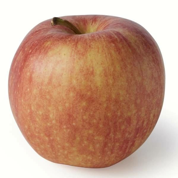 Organic Gala Apple