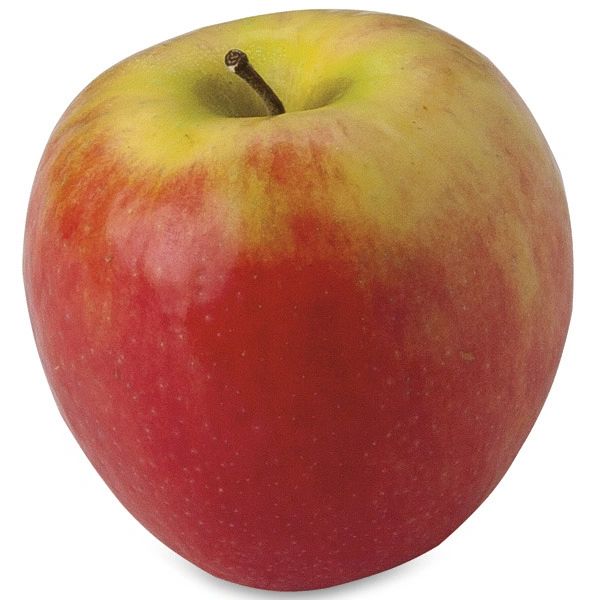 Pink Lady Apples Large