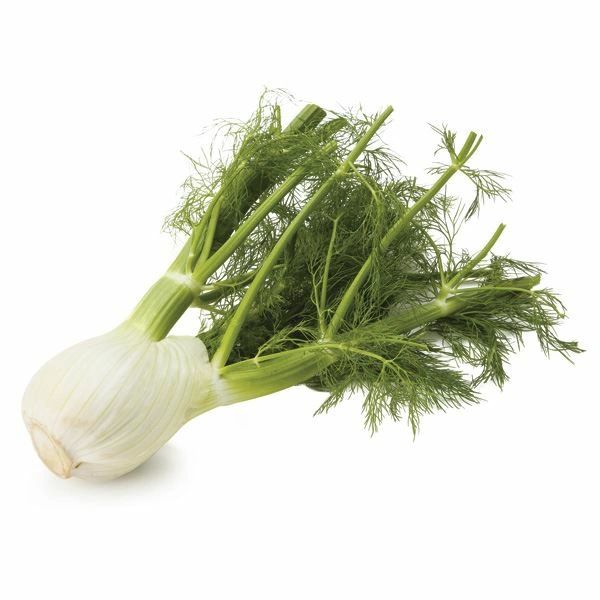 Fennel Bulb