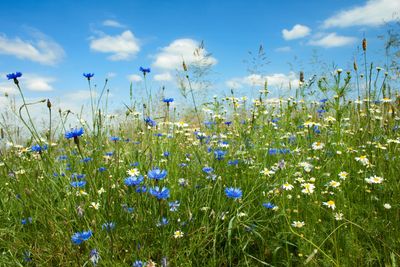 Peace, Soul, Calm, FAQ, ADHD, Coaching
