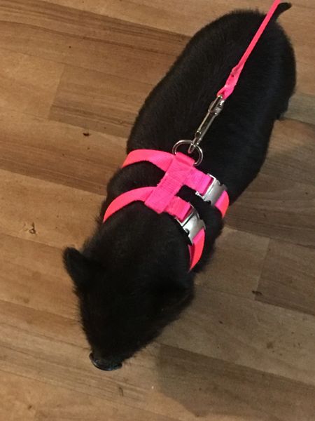 New Item Pig Harness With Leash Front And Back Buckle A Style Easy On Carter Pet Supply