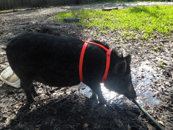 Pig harness best sale