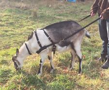 Goat harness 2025 for pulling cart