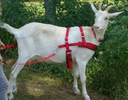 ADJUSTABLE GOAT PULLING HARNESS