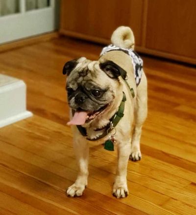 About Us Pug Rescue Of Florida