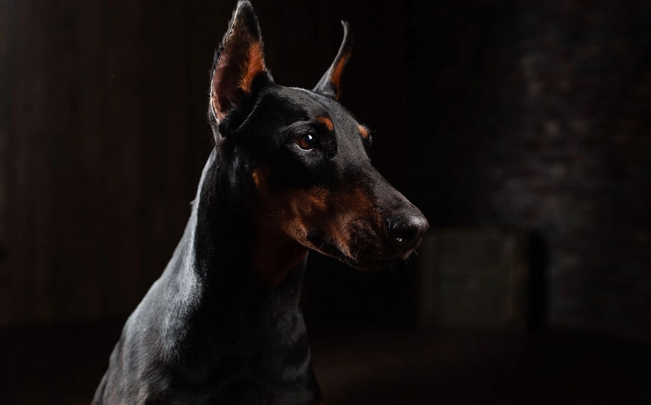 how to make doberman coat shiny