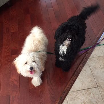 white and black puppies inside house