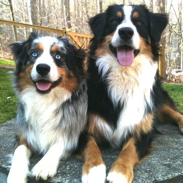 Australian Shepherd dogs laying down outside