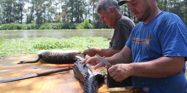 Guides skinning alligators